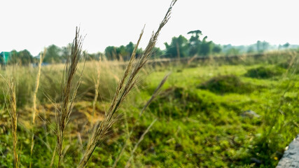 selective focus on wild flower in forest