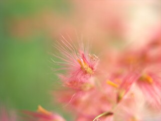 Closeup sweet pink flowers in garden with bright blurred background ,soft focus and sweet color for card design ,macro image ,