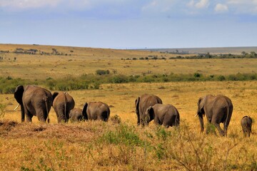 Fototapeta na wymiar アフリカ ケニア サバンナ 野生動物 サファリ
