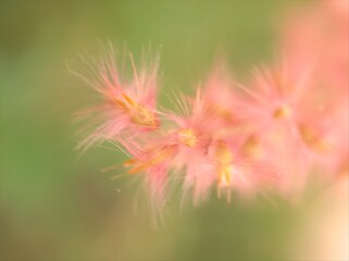 Closeup sweet pink flowers in garden with bright blurred background ,soft focus and sweet color for card design ,macro image ,