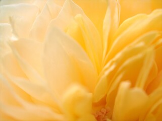 Closeup yellow petals of rose flower, with blurred photo with soft focus ,detail macro image for background, sweet color for card design
