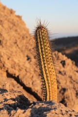 Nombre de la playa: Pitalla 
origen B.C.S Mexico -Los Cabos.  22/06/2020
