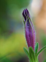 Closeup purple pink petals petunia flower in garden ,bud flower with grenn blurred background ,macro image, soft focus and sweet color for card design