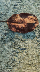 selective focus on dry leaf on a white rough background