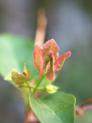Closeup bougainvillea pink flowers in garden with green leaf, blurred and soft focus for background ,sweet color, macro image for card design