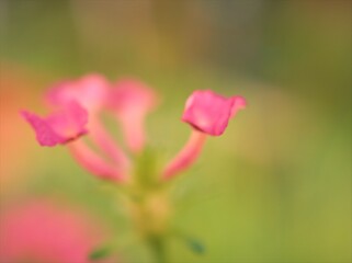 Closeup pink petals lantana camara west indian flowers in garden with blurred background and soft focus ,macro image ,sweet color for card design