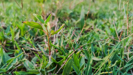 selective focus on green small leaves of plant in grass