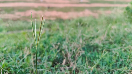 selective focus on green small leaves of plant in grass