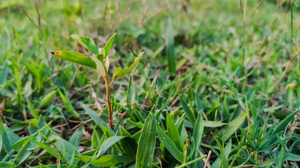 selective focus on green small leaves of plant in grass
