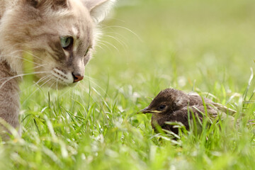 The cat hunts a bird in the grass in a meadow. A predator catches a chick in the field. The hunter cat is watching the victim. Summer scene