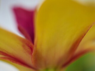 Closeup yellow petals of orchid (dendrobium nobile) flowers in garden with blurred background and...