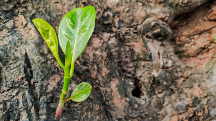 view of fresh green leaves coming out from a dry tree trunk