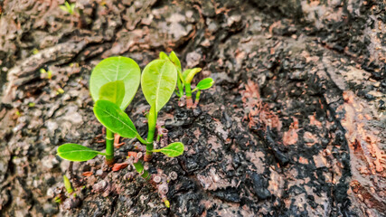 view of fresh green leaves coming out from a dry tree trunk