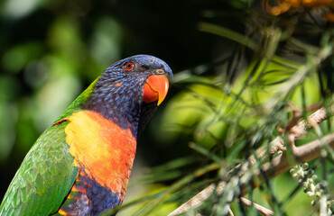 Rainbow Lorikeet close up 