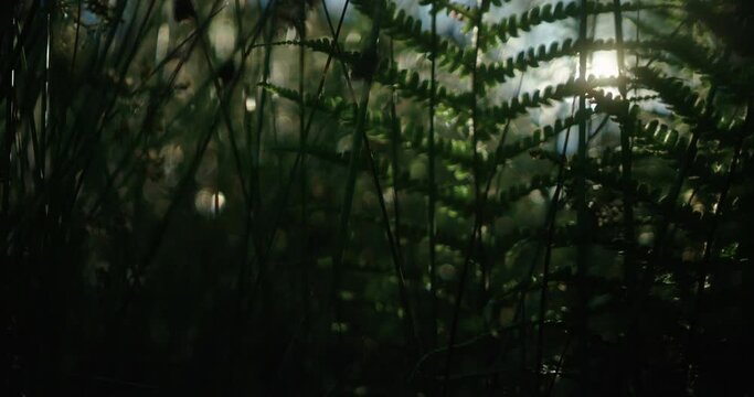Sun shining though ferns and long grass in slowmotion