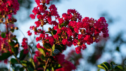 Crape Myrtle in bloom