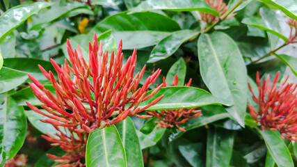 Obraz premium view of flower having red petals and green leaves in garden