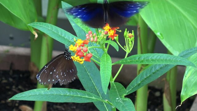 ツマムラサキマダラ 蝶 オス 2頭 4K /  Euploea Mulciber. Striped Blue Crow Butterflies feeding on nectar. Male. Tsuma murasaki madara. Closeup shot. 4K 