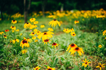 Fototapeta premium park garden flower green life
