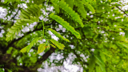 selective focus on green small leaves of tamarind