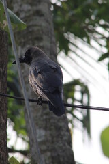 bird on a branch