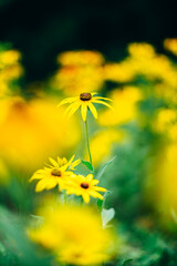 park garden flower green life