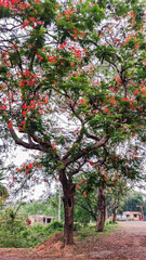 Fototapeta na wymiar beautiful red flowers on a tree with fresh green leaves along the sky