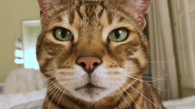 4K funny close-up portrait of Bengal cat looking at camera purring