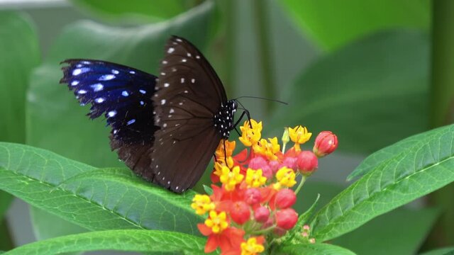 ツマムラサキマダラ 蝶 オス ズームイン 4K / Euploea Mulciber. Striped Blue Crow Butterfly feeding on nectar. Male. Tsuma murasaki madara. Closeup, zoom in shot. 4K