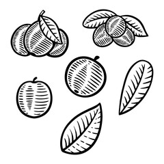 berry fruit vector illustration hand drawn