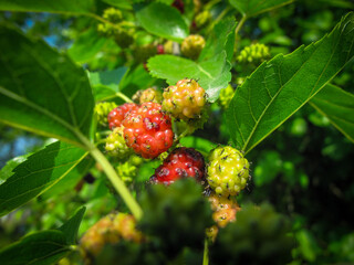 Close-Up Of Mulberries or  Morus Growing On Tree in spring.