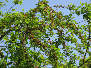 Fototapeta na wymiar Mulberries fruit on the branch of mulberry tree (Morus alba) in a garden in Iran.