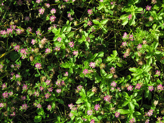 Obraz premium Purple clover, Trefoil flowers in pasture or meadow at a sunny spring day.