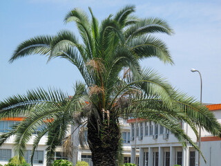 Close up of a palm tree in guilan university yard in Gilan, Iran.
