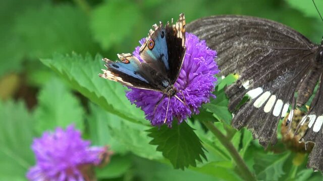 Junonia Orithya Butterfly. The Blue Pansy Butterfly. The Eyed Pansy. Closeup. 4K
