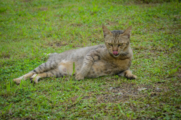 Naklejka na ściany i meble My cat is resting in front of the house