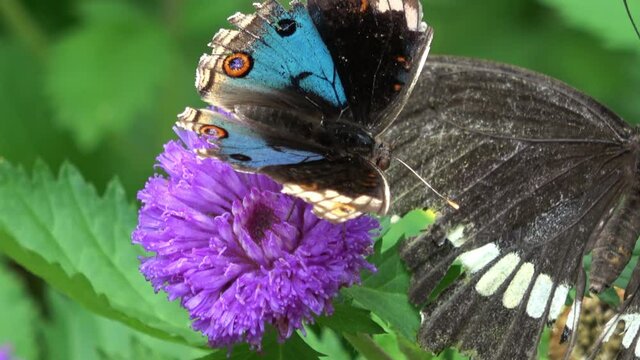 アオタテハモドキ 蝶 4K / Junonia Orithya. Blue Pansy Butterfly. Eyed Pansy. Closeup, zoom in shot. 