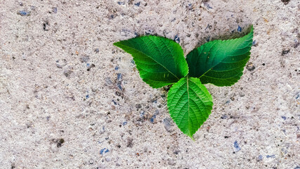 selective focus on green leaves on a rough background