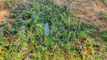 selective focus on wild flower in forest