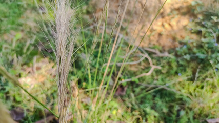 selective focus on wild flower in forest