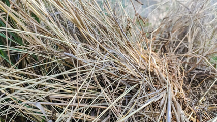 view of long dry grass on a corn field