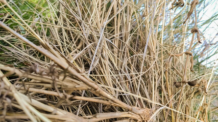 view of long dry grass on a corn field