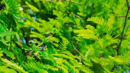selective focus on green small leaves of tamarind