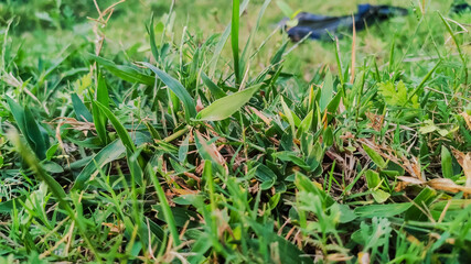 selective focus on green leaves on grass