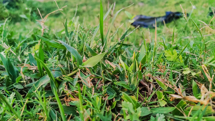 selective focus on green leaves on grass