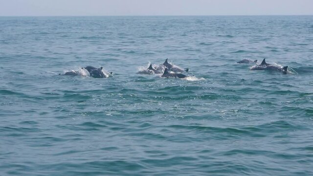Huge group of dolphins swimming and jumping out of the water in crystal cear bluw water just off the coast of Muscat Oman.