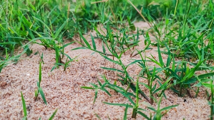selective focus on green grass and white sand