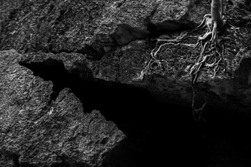 Rock texture with tree roots. 