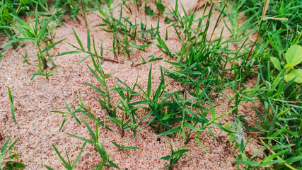 selective focus on green grass and white sand