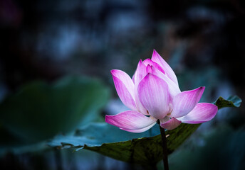 Lotus flower in full bloom